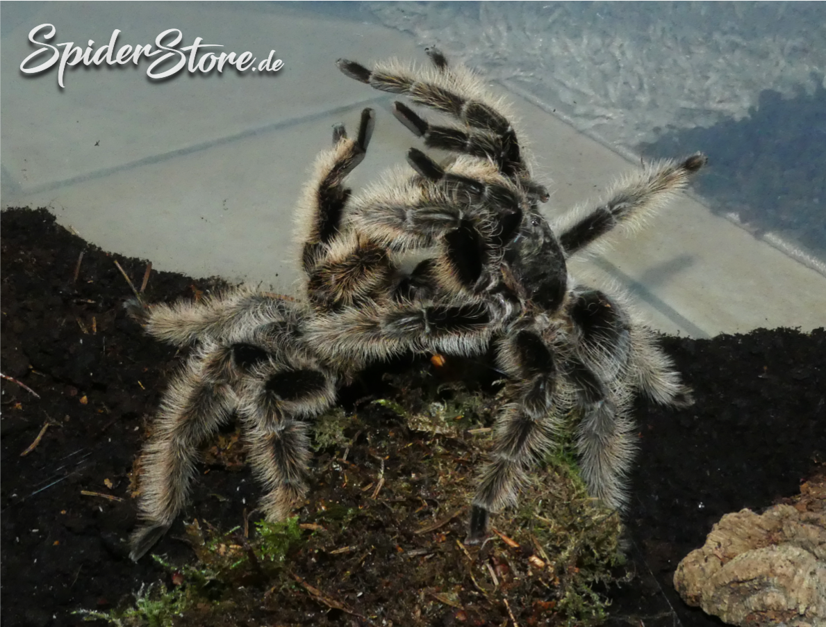 Tliltocatl albopilosus